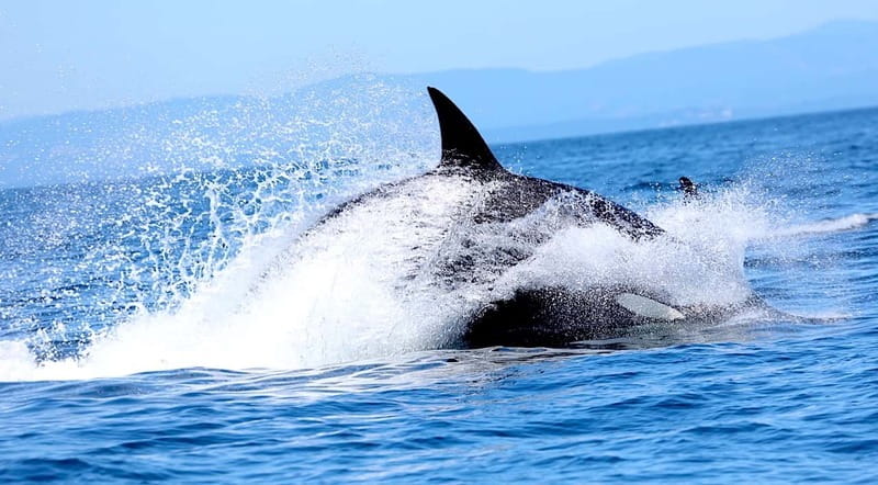 Victoria BC: 3-Hour Whale Watching Expedition - Who Should Book, and Who Should Skip This One