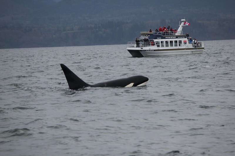 Victoria BC: 3-Hour Whale Watching Expedition - What Happens During the 3-Hour Cruise: Searching, Then Settling Near Wildlife