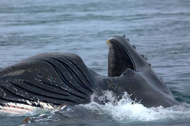 Victoria BC: 3-Hour Whale Watching Expedition - Where You Cruise in Victoria’s Whale Country: Feeding Areas in the Salish Sea