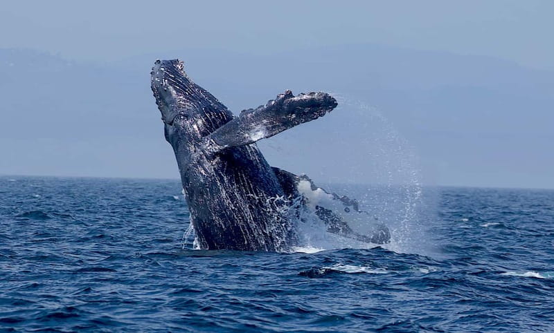 Victoria BC: 3-Hour Whale Watching Expedition - The Whales You Might See: Humpbacks, Orcas, Minke, and Gray Whales