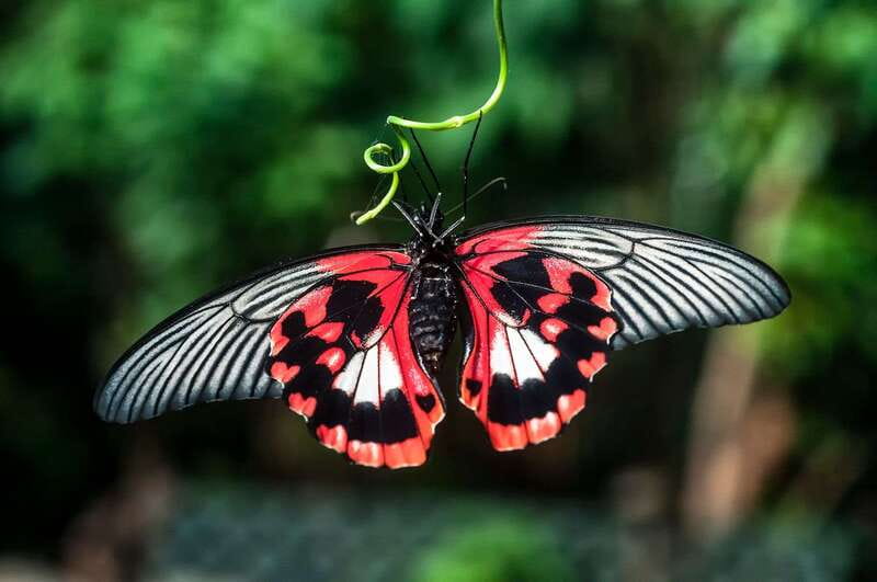 Victoria: Butterfly Gardens Admission Ticket - Up Close: Poison Dart Frogs, Reptiles, and a Flamingo Moment