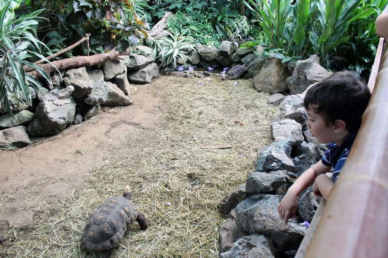 Victoria: Butterfly Gardens Admission Ticket - The Insectarium: Where Insects and Invertebrates Take the Lead