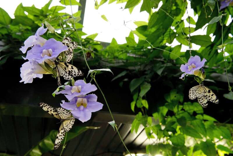 Victoria: Butterfly Gardens Admission Ticket - Tropical Gardens: Flowers, Carnivorous Plants, and Fruits of the World