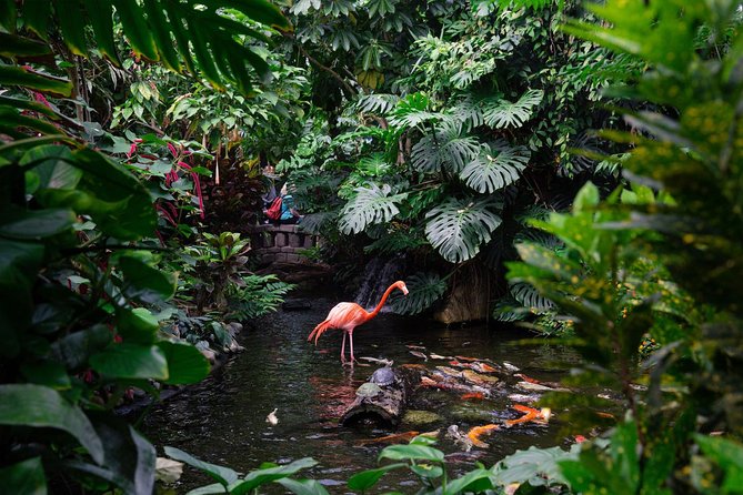 Victoria Butterfly Gardens Ticket - The Free-Flying Butterfly Walk: Life Stages You Can See