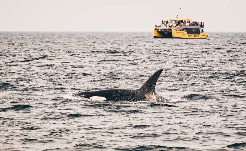 Victoria: Covered Whale Watching Adventure with Free Photos - Key Highlights You’ll Actually Care About