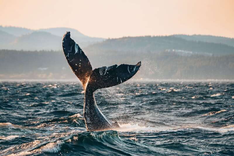 Victoria: Covered Whale Watching Adventure with Free Photos - The Salish Sea From Victoria: Why This Region Delivers
