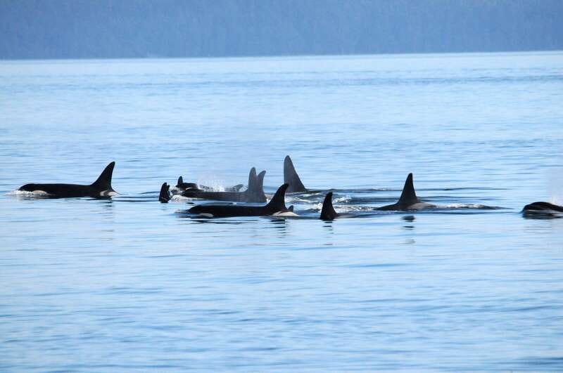 Victoria: Covered Whale Watching Adventure with Free Photos - The Heated Cabin and Outdoor Decks: Where You’ll Want to Stand