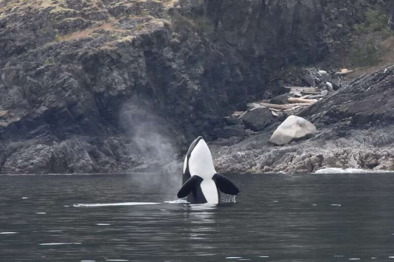 Victoria: Covered Whale Watching Adventure with Free Photos - How the Captain Searches Haro Strait and Strait of Juan de Fuca