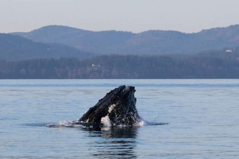 Victoria: Covered Whale Watching Adventure with Free Photos - What You Might See: Whales, Eagles, Sea Otters, and Sea Lions