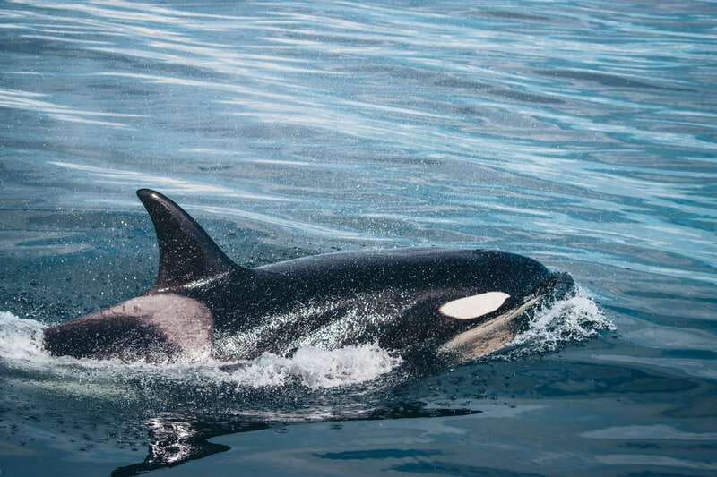 Victoria: Covered Whale Watching Adventure with Free Photos - Check-In at 812 Wharf Street and Boarding Your Whale-Watching Boat