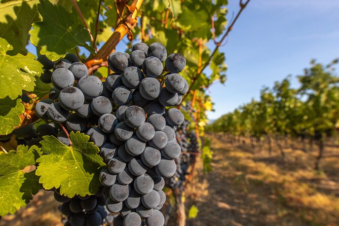 Victoria Full Day Guided Wine Tour With 4 Wineries - Price and What You Actually Get for About $141