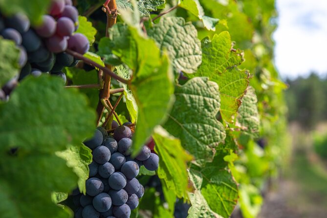 Victoria Grapes to Grains Full Day Guided Tour - Stop 4: Unsworth Vineyards Tasting Room with a Pond and Secret-Garden Feel
