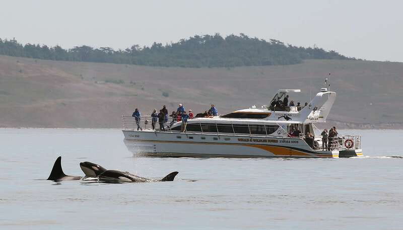 Victoria: Guided Wildlife-Watching Tour by Catamaran - Key things that make this Victoria whale watching tour a smart pick