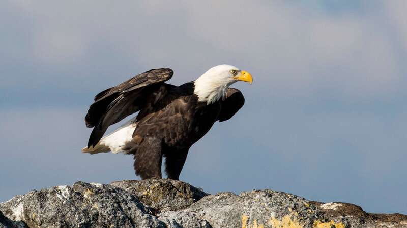 Victoria: Guided Wildlife-Watching Tour by Catamaran - Getting to Fisherman’s Wharf, and how the location shapes your trip
