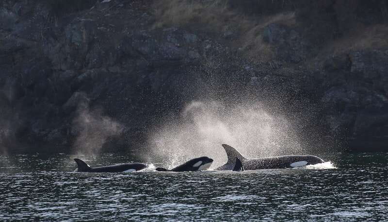 Victoria: Guided Wildlife-Watching Tour by Catamaran - Wildlife you can spot even when whales are quiet