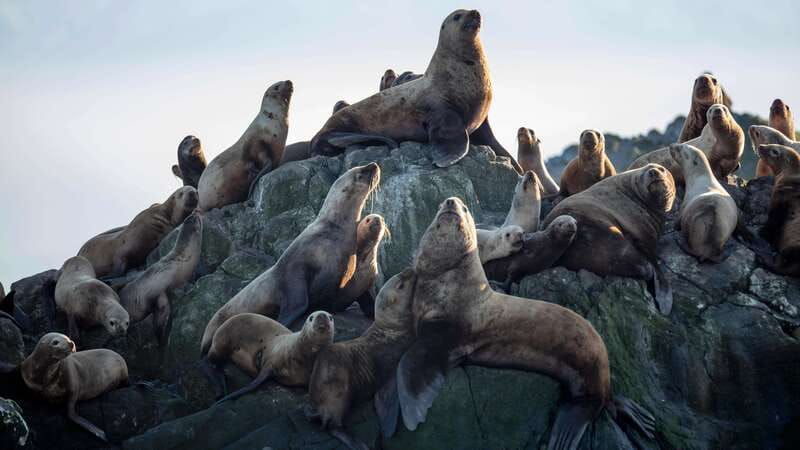 Victoria: Guided Wildlife-Watching Tour by Catamaran - Onboard identification kits: how to make your spotting skills actually improve