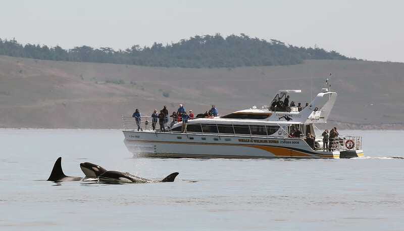 Victoria: Guided Wildlife-Watching Tour by Catamaran - Photo service, promotional photos, and getting the best results with minimal fuss