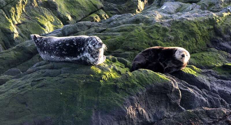 Victoria: Guided Wildlife-Watching Tour by Catamaran - Comfort, safety, and what to bring so you do not miss the fun