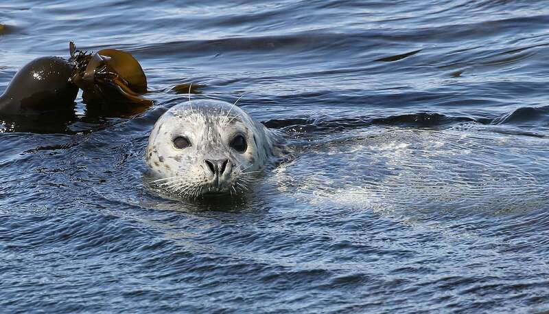 Victoria: Guided Wildlife-Watching Tour by Catamaran - Price and value: is $95 a good deal for Victoria wildlife watching?