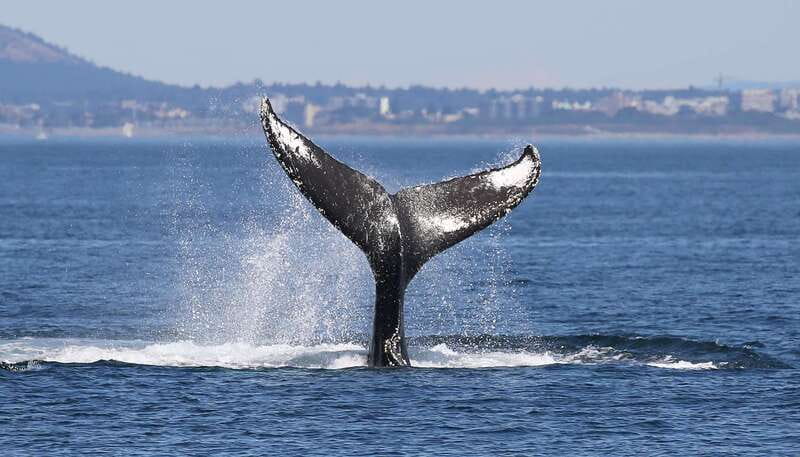 Victoria: Guided Wildlife-Watching Tour by Catamaran - Who should book this tour, and who should skip it