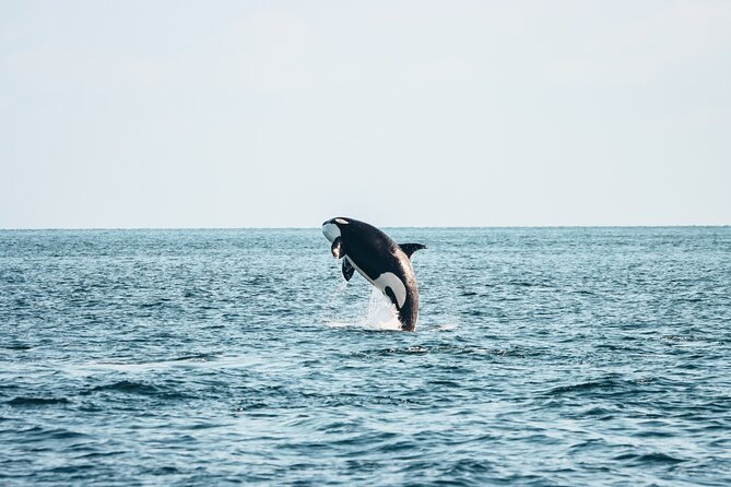 Victoria Half-Day Whale Watching Adventure with Free Photos - Key highlights at a glance