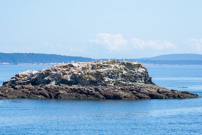 Victoria Half-Day Whale Watching Adventure with Free Photos - Getting Started at Victoria’s Inner Harbour (plus the sights you pass)