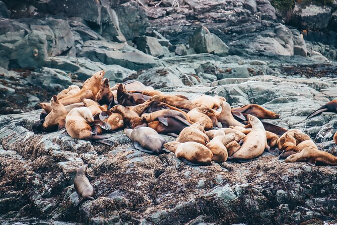 Victoria Half-Day Whale Watching Adventure with Free Photos - What the Day Feels Like on Board (and the small details that matter)