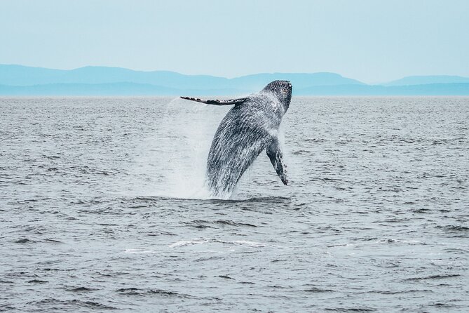 Victoria Half-Day Whale Watching Adventure with Free Photos - Who Should Book This Whale Watching Adventure in Victoria