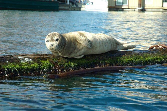 Victoria Harbour Kayak Tour - Quick take: what you should notice before you go