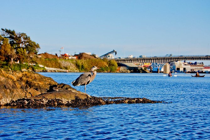 Victoria Harbour Kayak Tour - Stop 1 around Victoria Harbour, the view payoff