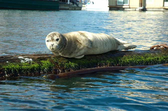 Victoria Harbour Kayak Tour - Landmarks you’ll recognize from the water