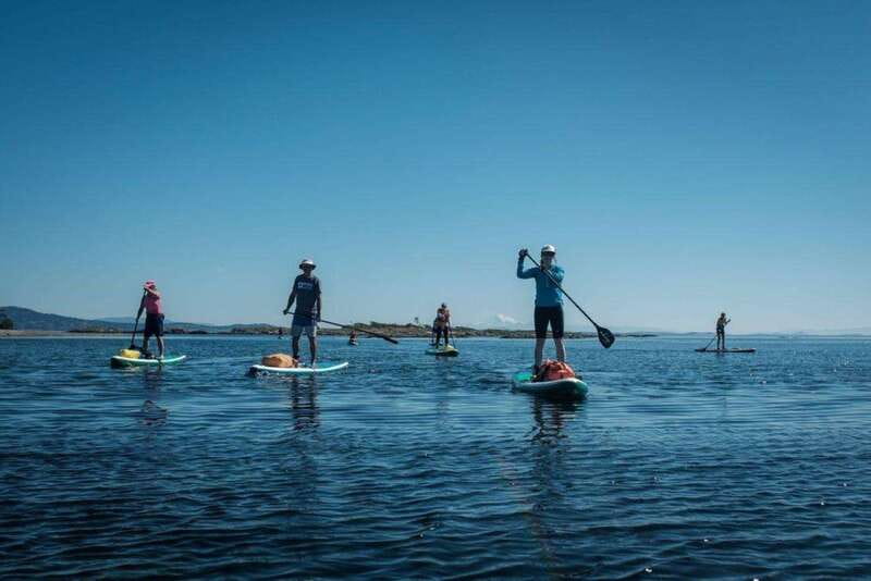 Victoria: Marine Wildlife Guided SUP Adventure - Price and value at about $54 for 90 minutes