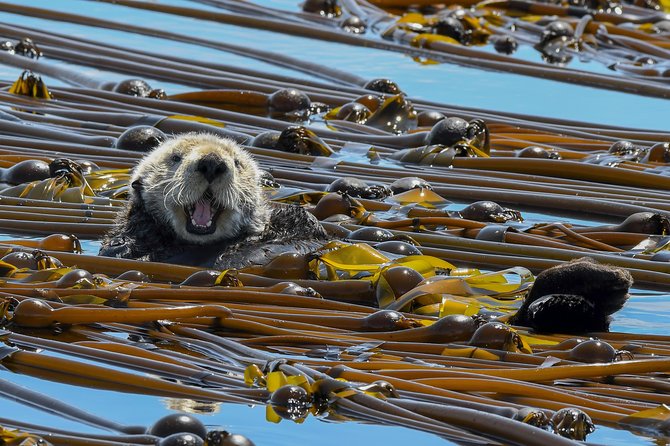 Victoria Marine Wildlife Tour - Stop 1: The Eagle Wing Wildlife Cruise, What You Actually See