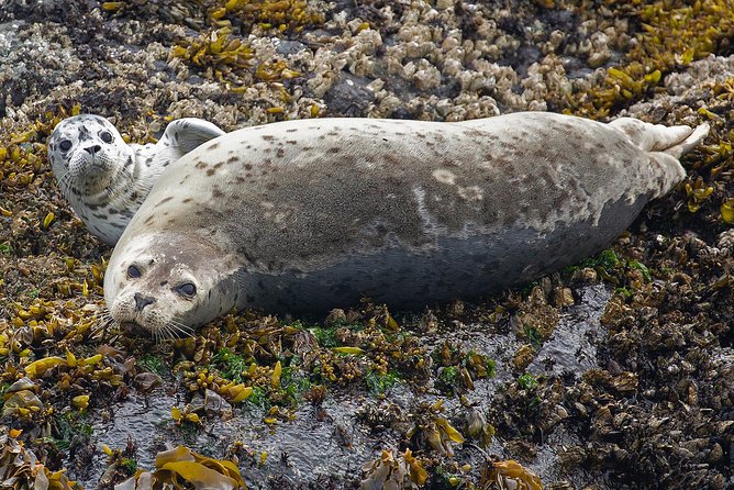 Victoria Marine Wildlife Tour - What to Bring for a Comfortable Wildlife Cruise in Victoria