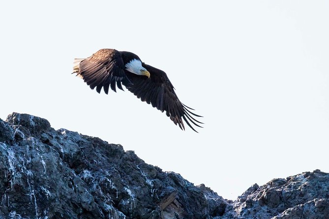 Victoria Marine Wildlife Tour - Weather Rules, Whale Reality, and Staying Flexible
