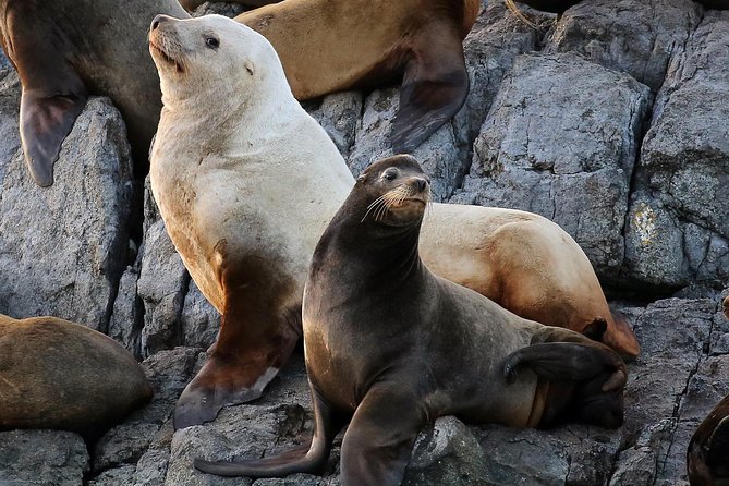 Victoria Marine Wildlife Tour - Is This the Right Tour for You?