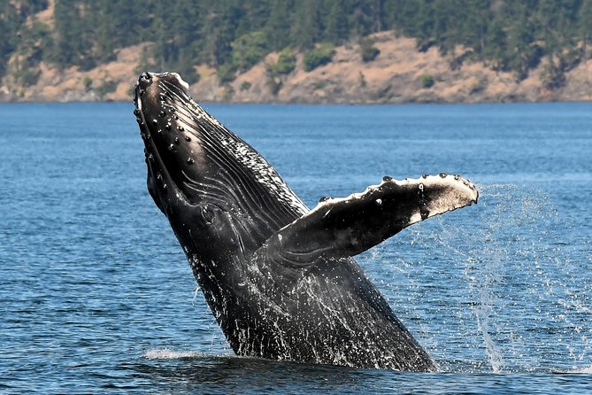 Victoria Marine Wildlife Tour - How the Crew Finds Wildlife (and What They Do When Conditions Fight Back)