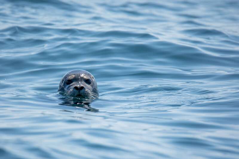 Victoria: Morning Whale-Watching Tour in Scarab Boat - Salish Sea magic, the kind you feel in your bones