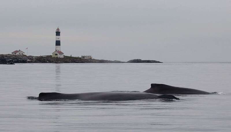 Victoria: Morning Whale-Watching Tour in Scarab Boat - From the pier to wildlife stops, how the 210 minutes really play out
