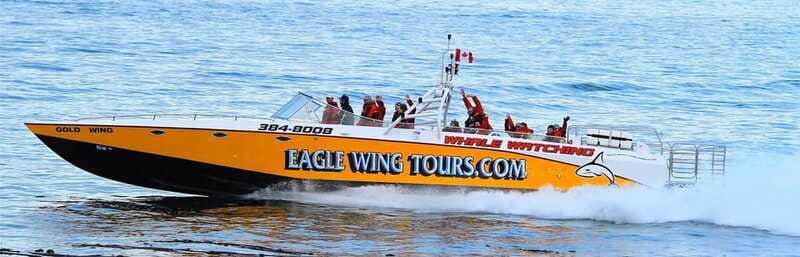 Victoria: Morning Whale-Watching Tour in Scarab Boat - What you might see: whales, seals, eagles, and the fun of not forcing it