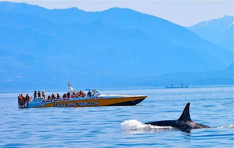 Victoria: Morning Whale-Watching Tour in Scarab Boat - Pricing and value at $136 for 3.5 hours