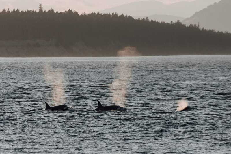 Victoria: Morning Whale-Watching Tour in Scarab Boat - Who this tour suits best