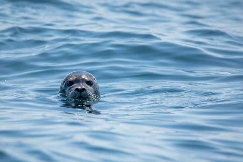 Victoria: Morning Whale-Watching Tour in Scarab Boat - A practical checklist so you enjoy every minute