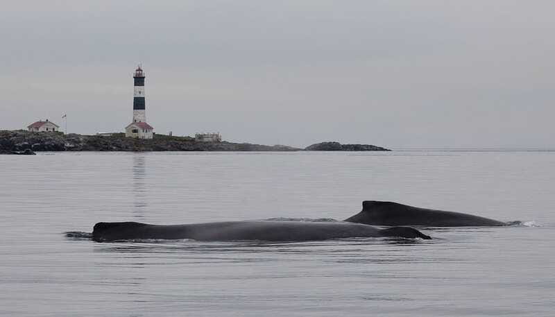 Victoria: Morning Whale-Watching Tour in Scarab Boat - Should you book this whale-watching cruise in Victoria?