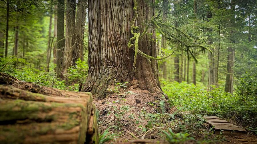 Victoria: Old Growth Rainforest Canyon Waterfall and Beaches - Pacific Marine Road to Port Renfrew: why this route feels more real