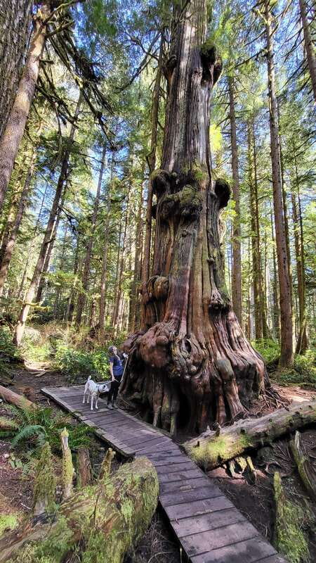 Victoria: Old Growth Rainforest Canyon Waterfall and Beaches - Driving back to Victoria: why the pacing feels intense but fair
