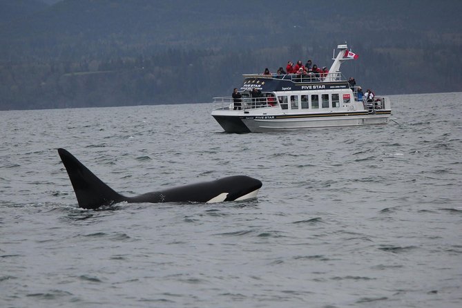 Victoria Shore Excursion: Whale-Watching Cruise with Expert Naturalist Guides - Key Highlights You Should Know Before You Go