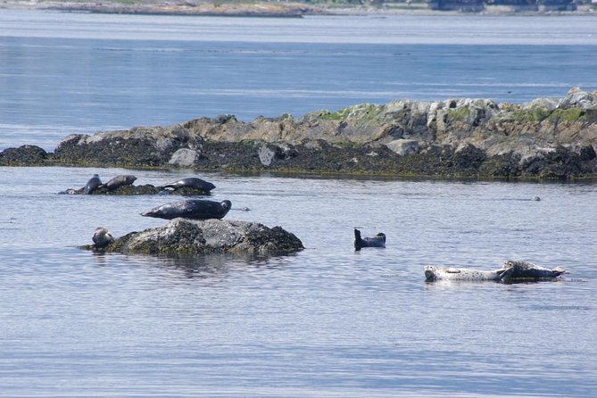 Victoria Shore Excursion: Whale-Watching Cruise with Expert Naturalist Guides - Victoria Whale Watching, Right Off the Ship Day