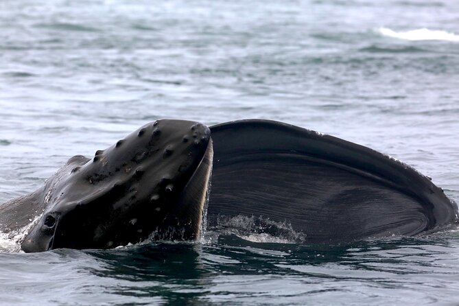 Victoria Shore Excursion: Whale-Watching Cruise with Expert Naturalist Guides - Stop 1: Five Star Whale Watching Around Victoria’s Islands
