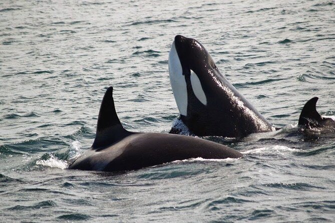 Victoria Shore Excursion: Whale-Watching Cruise with Expert Naturalist Guides - Stop 2: British Columbia Waters and the Worry-Free Timing